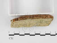 顯絲菌屬藏品圖，第3張