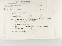 薄孔菌屬藏品圖，第2張