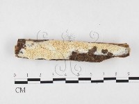 薄孔菌屬藏品圖，第1張