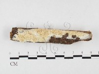 薄孔菌屬藏品圖，第3張