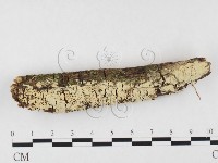 登錄號:F0026626藏品圖，第1張