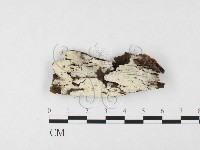 登錄號:F0026627藏品圖，第1張