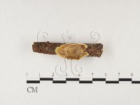 刺革菌屬藏品圖，第1張