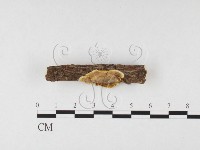 刺革菌屬藏品圖，第3張