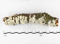 登錄號:F0026637藏品圖，第1張