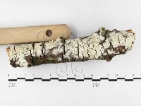 登錄號:F0026637藏品圖，第3張