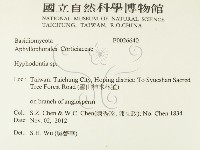 絲齒菌屬藏品圖，第2張