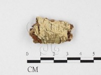 絲齒菌屬藏品圖，第1張