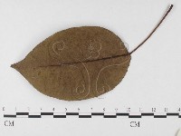 登錄號:F0026643藏品圖，第3張