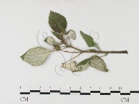 登錄號:F0026644藏品圖，第1張