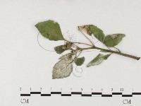 登錄號:F0026644藏品圖，第3張