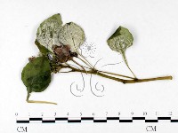 登錄號:F0026645藏品圖，第1張