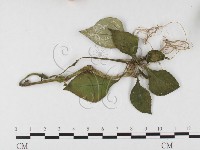 登錄號:F0026646藏品圖，第1張