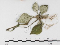 登錄號:F0026646藏品圖，第3張