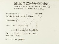 靈芝屬藏品圖，第2張