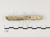 登錄號:F0026652藏品圖，第1張