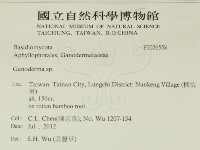 刺皮菌屬藏品圖，第2張