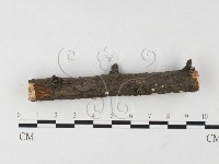 刺皮菌屬藏品圖，第3張