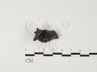 登錄號:F0026661藏品圖，第1張