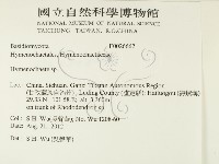 刺革菌屬藏品圖，第2張