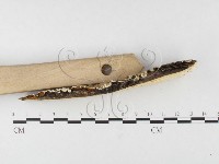 刺革菌屬藏品圖，第3張