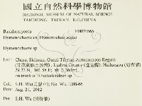 刺革菌屬藏品圖，第2張