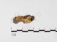 刺革菌屬藏品圖，第1張