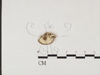 登錄號:F0026667藏品圖，第1張