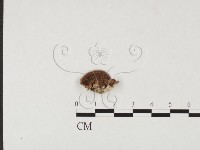 登錄號:F0026667藏品圖，第3張