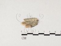 登錄號:F0026670藏品圖，第1張