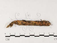 登錄號:F0026675藏品圖，第1張
