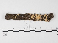 盤革菌屬藏品圖，第1張