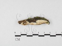 登錄號:F0026677藏品圖，第1張