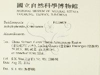 盤革菌屬藏品圖，第2張