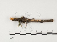 盤革菌屬藏品圖，第1張