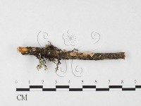 盤革菌屬藏品圖，第3張