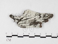 絲齒菌屬藏品圖，第1張