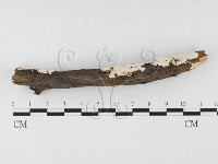 登錄號:F0026684藏品圖，第3張