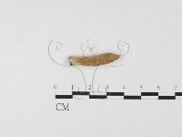 登錄號:F0026685藏品圖，第1張