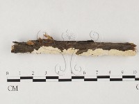 登錄號:F0026687藏品圖，第1張