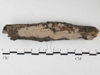 筍殼菌屬藏品圖，第1張