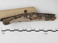 筍殼菌屬藏品圖，第3張