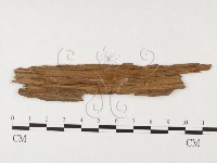 串擔革菌屬藏品圖，第3張