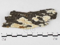 登錄號:F0026691藏品圖，第1張