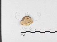 登錄號:F0026692藏品圖，第1張