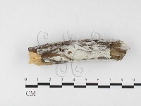 冇骨消絲齒菌藏品圖，第1張