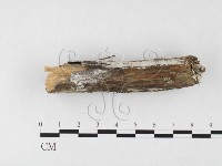 冇骨消絲齒菌藏品圖，第3張