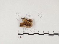 登錄號:F0026696藏品圖，第1張