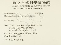 木層孔菌屬藏品圖，第2張