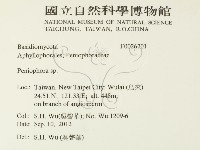 筍殼菌屬藏品圖，第2張